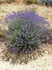 lavande levandule  v provence